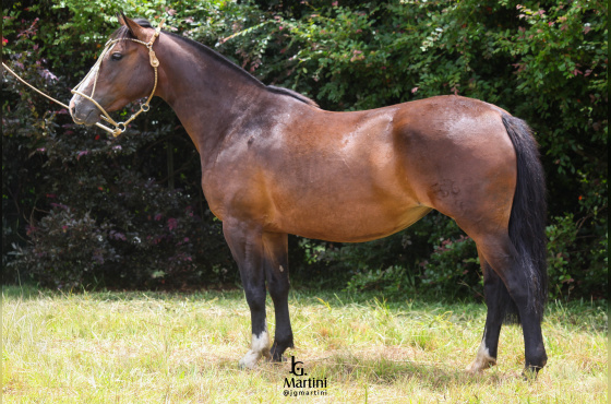 TIROLESA DO CAÇADOR 