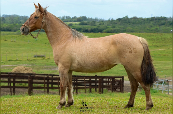 MARCA 2 DO CERRO AGUDO