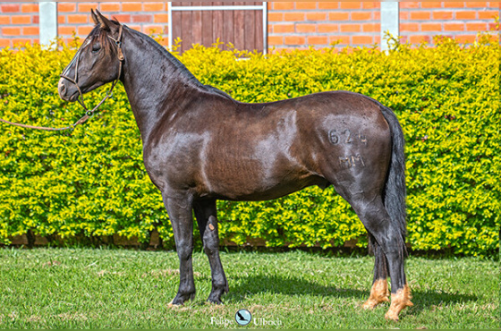 LA CASTELLANA UM FOGUETE