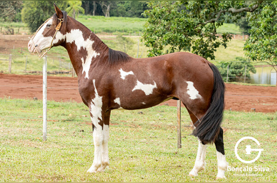 ASW IMPERADOR
