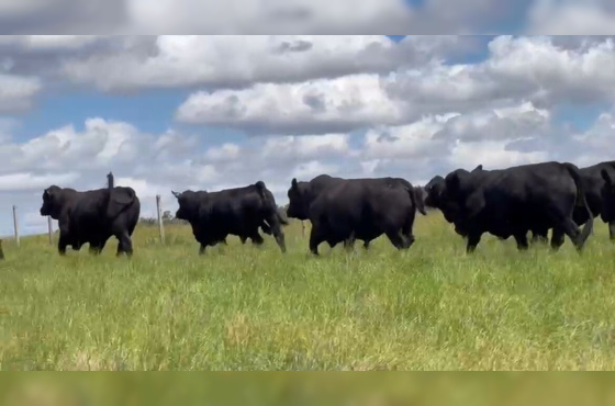 BOVINOS - TOUROS BRANGUS 2 ANOS