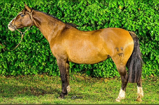 QUERENCIA F DO CAMBOIM