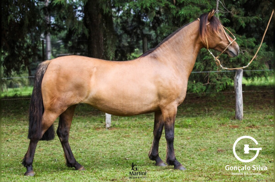 ZR MINERVA