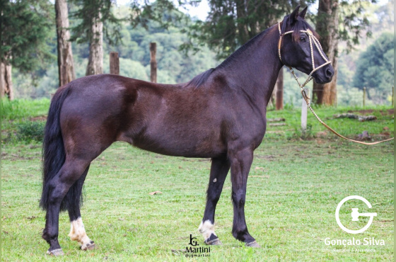 QUIMERA DA DON FERRANTE