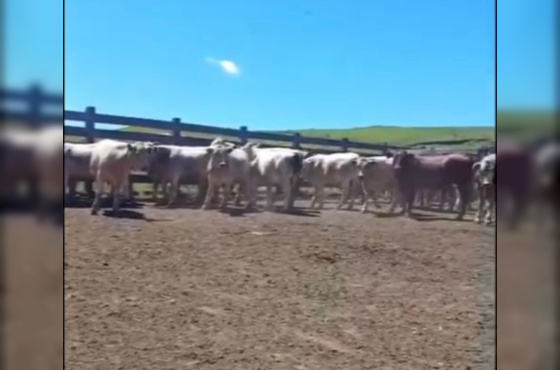 BOVINOS - 22 TERNEIROS CASTRADOS - CRUZA BAIOS E PINTADOS