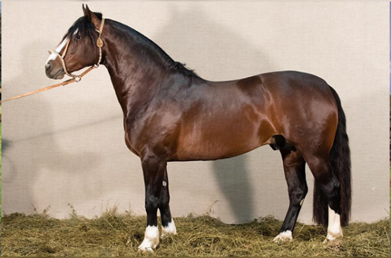 IMPERADOR 1562 MAUFER - TE