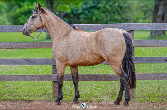 LA CASTELLANA UFANITA
