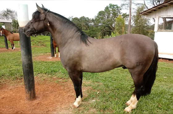 BASCO ARGENTO