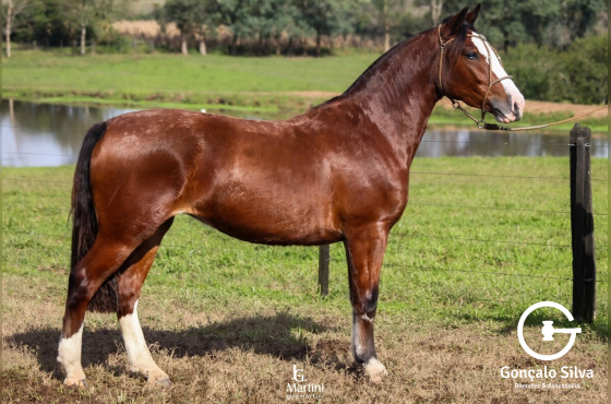 GALOPEIRA DE QUARACI