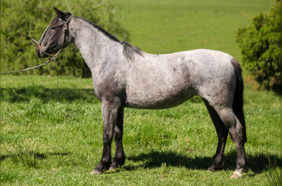 LA MONTURA QUE CHICA