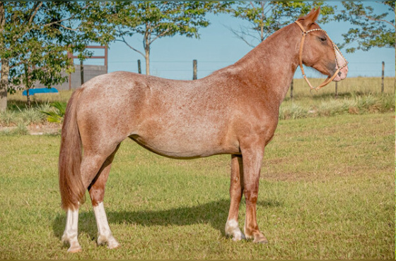 TRINCA DA SANTA MARIA DO ITU