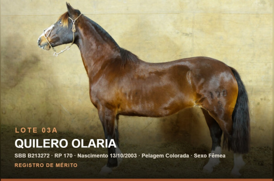 QUILERO OLARIA - (Venda vertical)