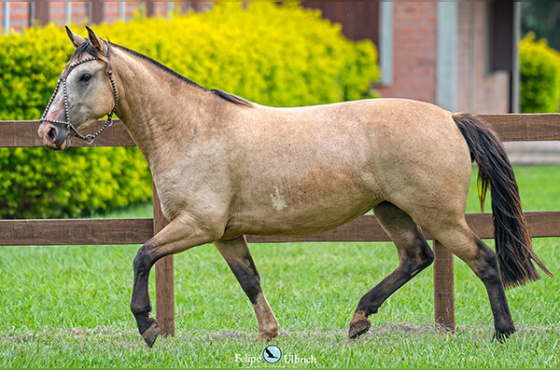 LA CASTELLANA TIRADORA