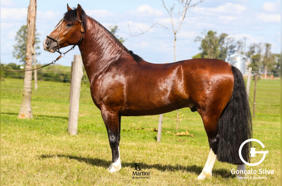 DUKE DE QUARACI