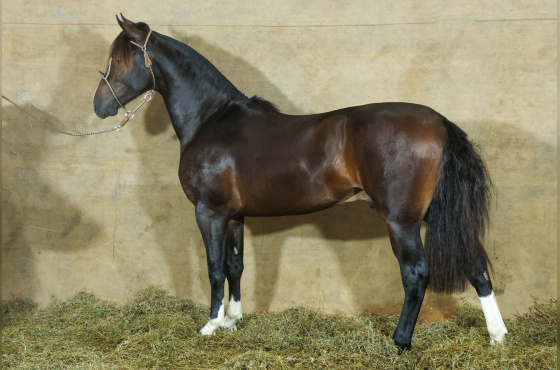 MONTE PAMPERO MANTO SAGRADO