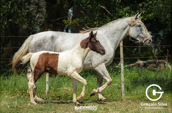 SANTA AUGUSTA OUTRA PINGA