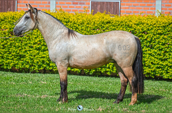 LA CASTELLANA UM TAURA