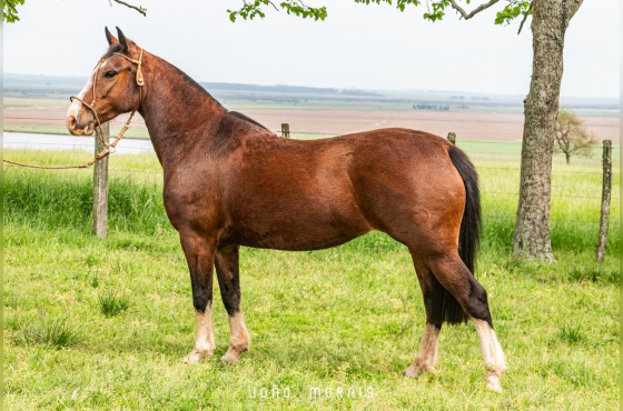  SANTA ALICE ALGAZARRA