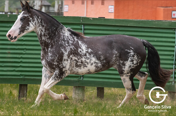 SERENA DE SAO MARCELO