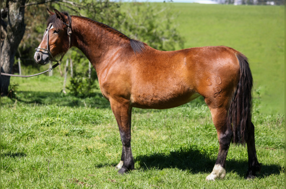 LA MONTURA QUASE NOVE