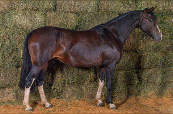 GOTA D'AGUA DO PURUNÃ ( BARRIGA )
