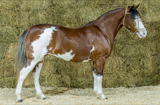 BALU DA BOTUVERÁ SR