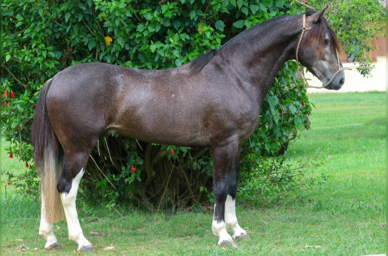 ÚNICO DO VEIO D'ÁGUA