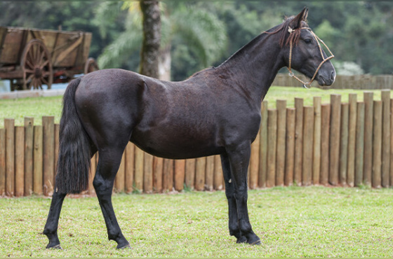 FANÁTICO DA CANAÃ DA FÉ 