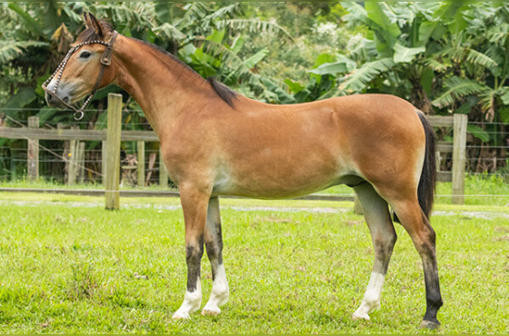 TRV SUCESSOR DA ZERMIANI 