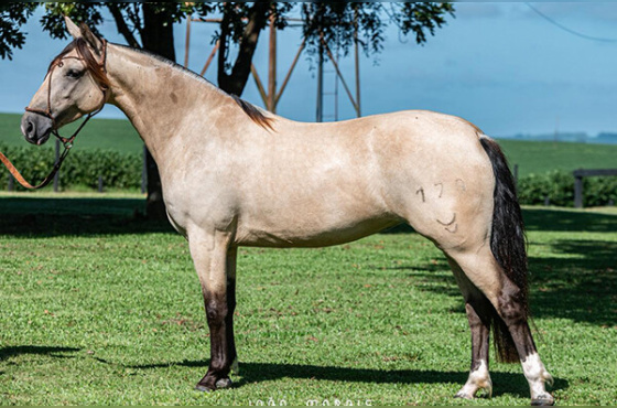 SAUDADES MARIA BONITA