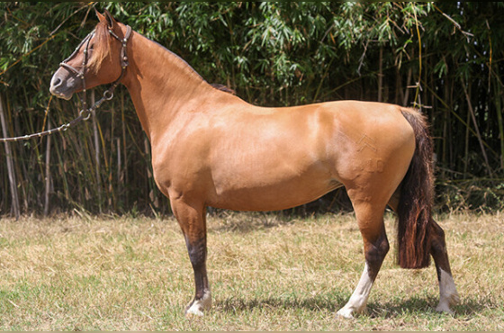 LA ITAPITOCAI DO MAKO