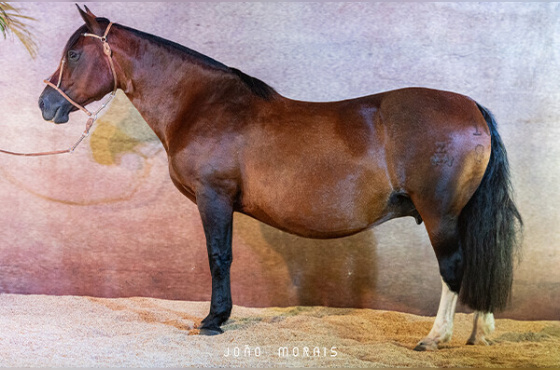 RZ BÍGAMA DA CARAPUÇA