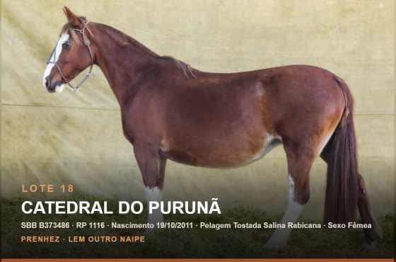 CATEDRAL DO PURUNÃ