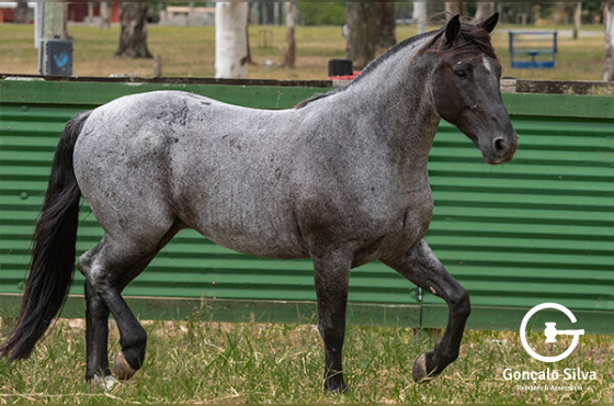 MUY GUAPO DO ANGICAL 