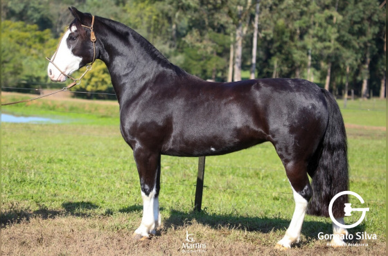ESTRELA SUL DE QUARACI