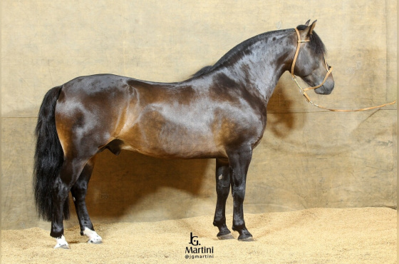 CAIBATÉ DA RECORRIDA 