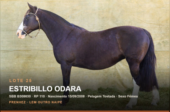 ESTRIBILLO ODARA