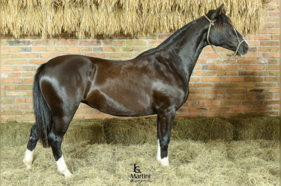CARABINA MAPOCHO