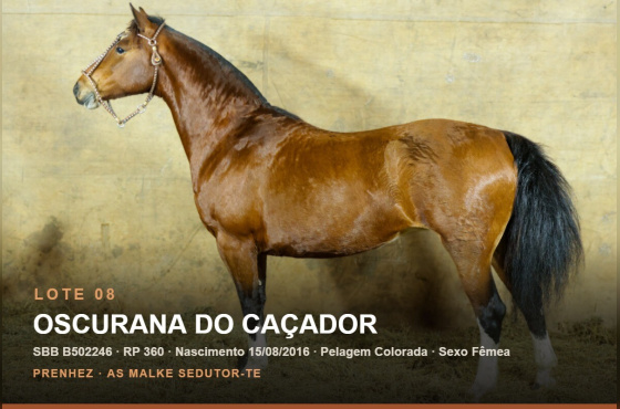 OSCURANA DO CAÇADOR