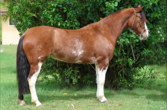 TENTADORA DO VEIO D'ÁGUA