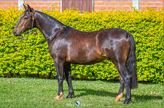 LA CASTELLANA UM TANGO