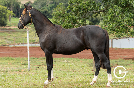 ASW JANGADEIRO