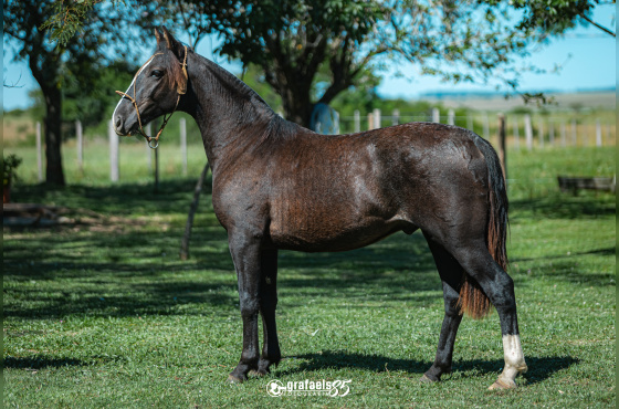 TABACO DE SANTO ANICETO