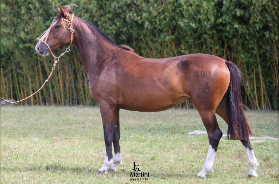 BAGACEIRA II DO ACEGUÁ