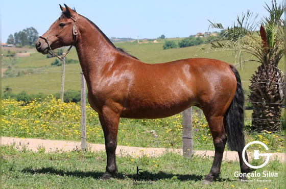 SÃO LEOPOLDO PECHINCHA