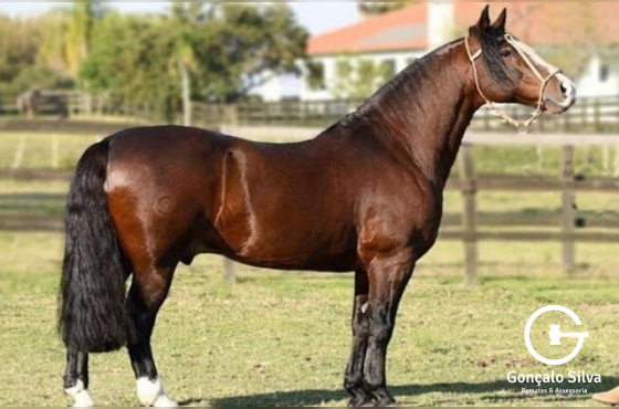 GALO DE SANTA EDWIGES