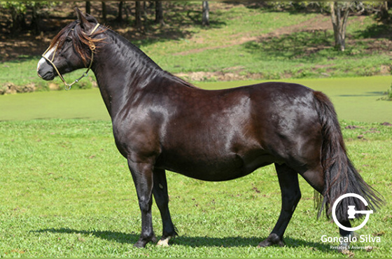 QUINTA ESSÊNCIA DA ILHA VELHA