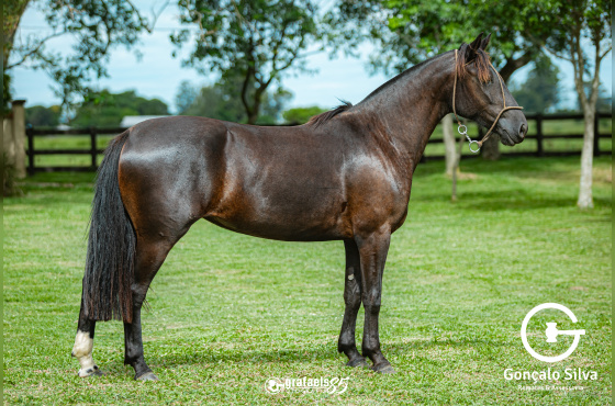 RANCÁGUA DE SANTO ANICETO
