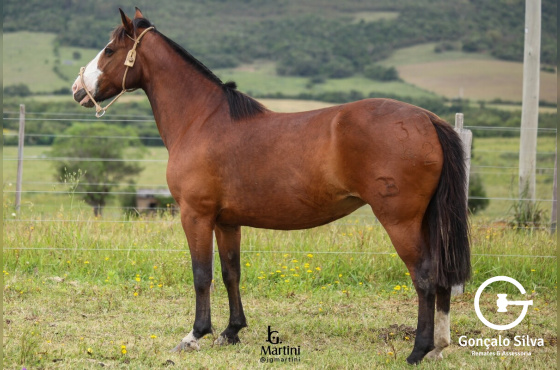 LOTERIA 3042 DE SANTO ANGELO 