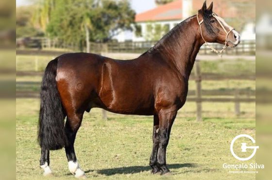 COTA 2,5% GALO DE SANTA EDWIGES 